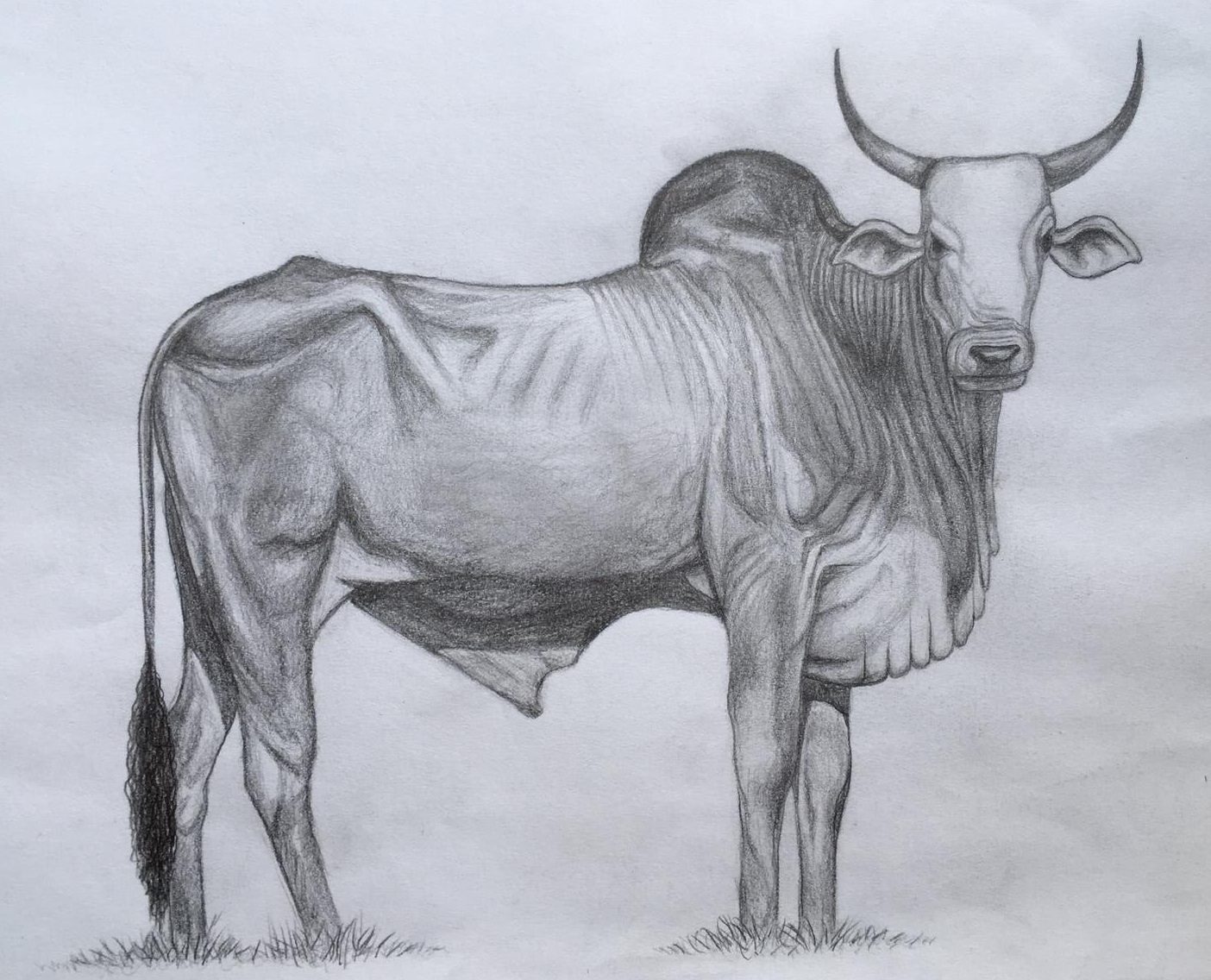 Kangayam Bull drawings easy | Outline drawings | How to draw A Kangayam Bull  step by step #artjanag - YouTube